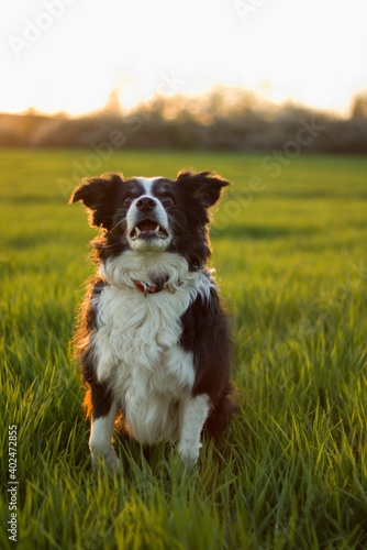 the jumping border collie in the meadow