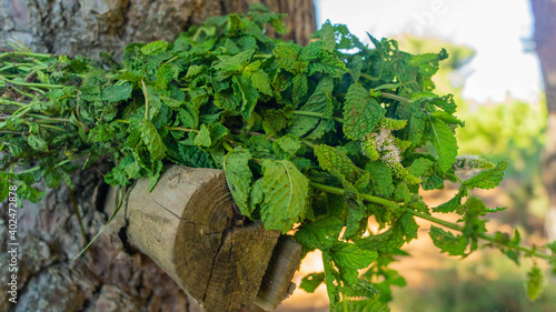 wondurful pictures the forest in tanger