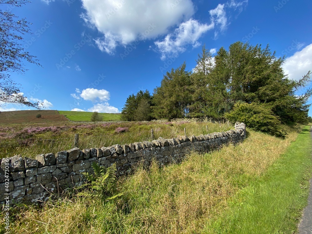 Rural scene, high on the hills, with dry stone walls, gorse, and old trees next to, Slaidburn Road, Waddington, UK