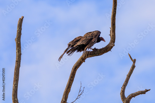 Turkey vulture with wings spread on dead tree limb