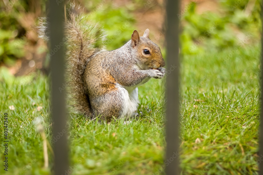 brown Squirrel behind bars. The Great Britain brown Squirrel behind bars. The Great Britain