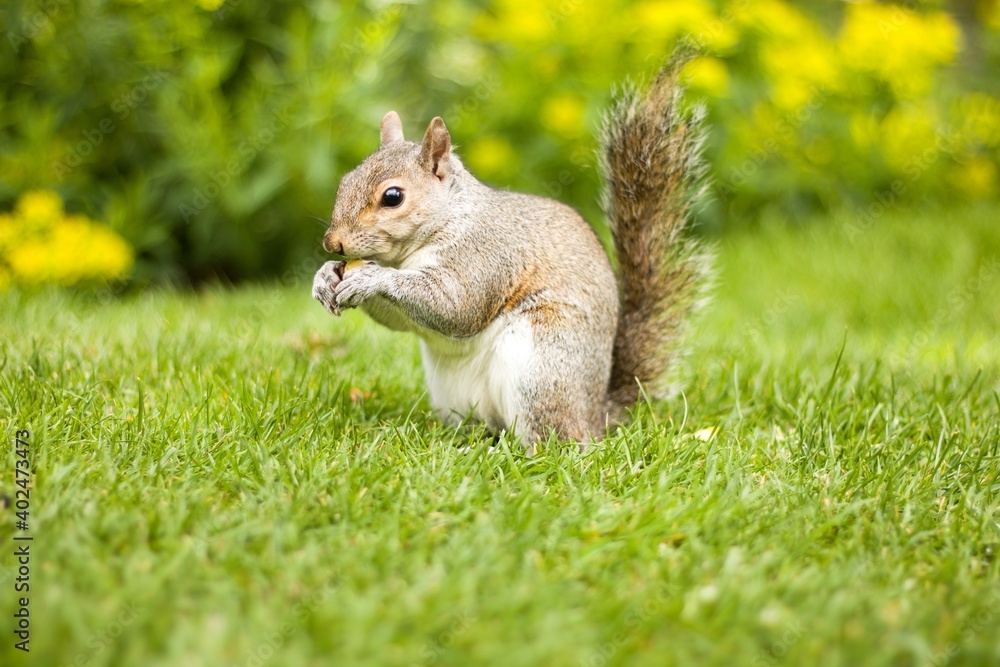 brown squirrel eating on green grass. Great Britain brown squirrel eating on green grass. Great Britain
