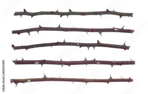 Принти на полотні Set dry, green and brown barbed dog rose branch isolated on white background and