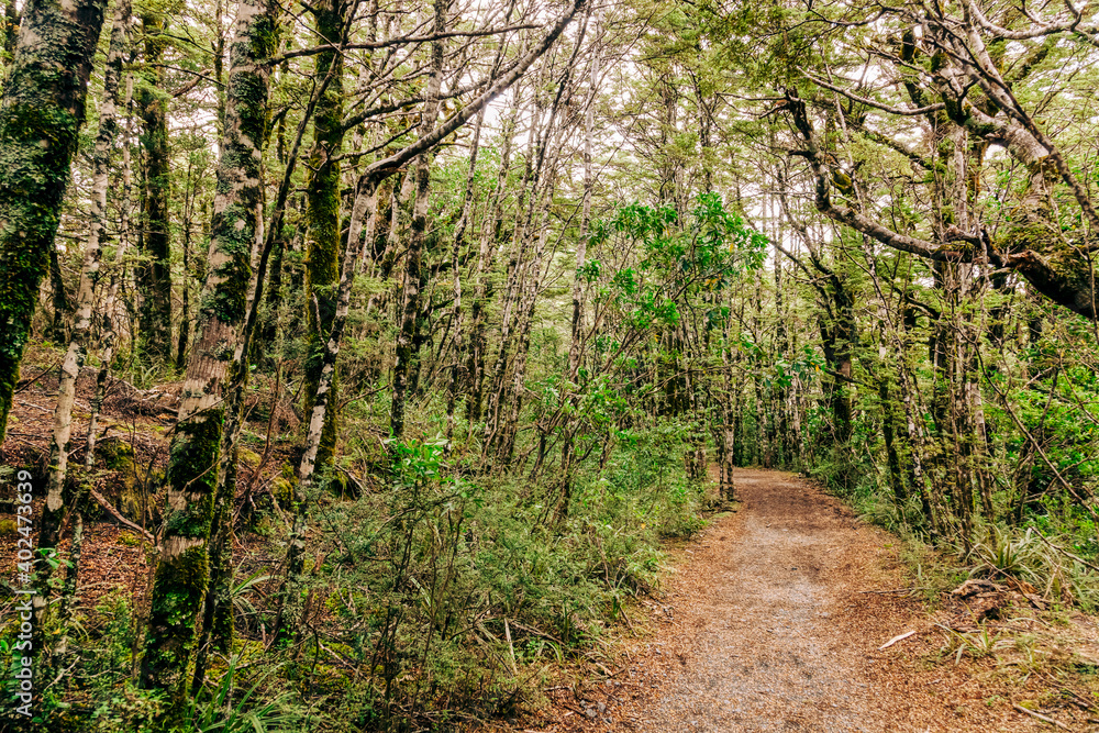 Obraz premium Footpath in forest of Tongariro National Park