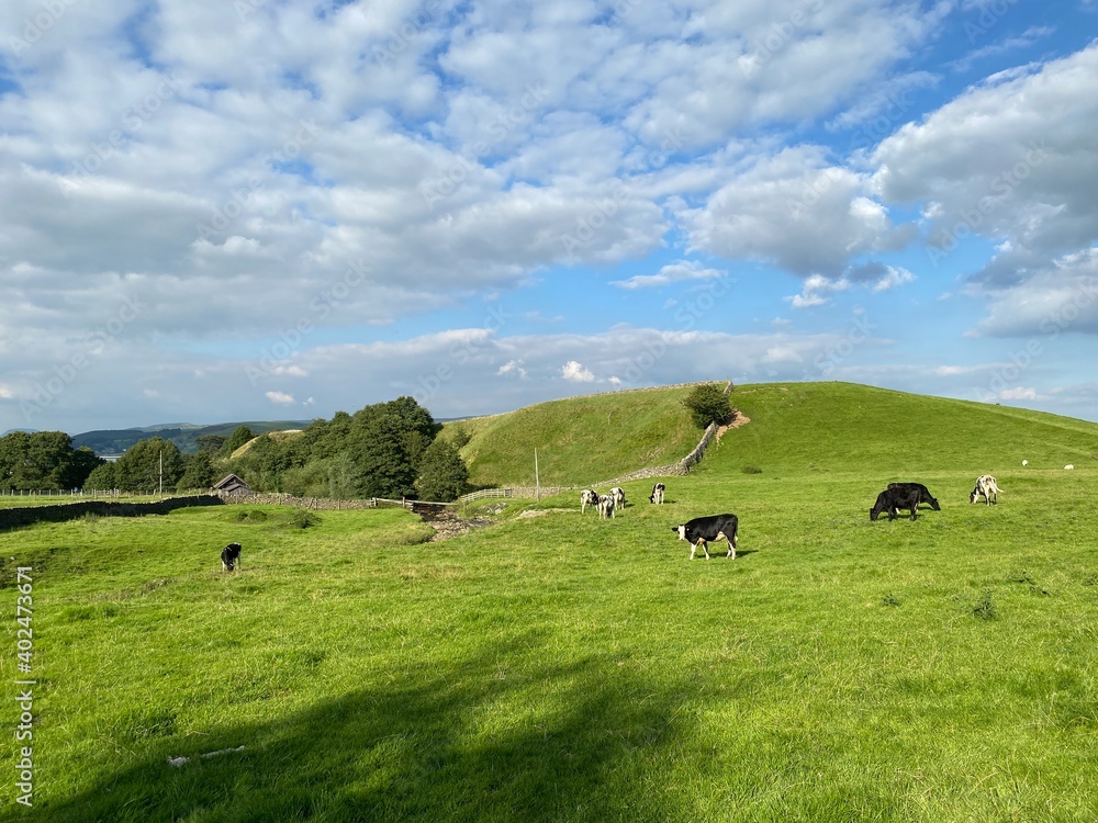 Cows feeding in a pasture, with trees and hills in the distance in, Wigglesworth, Skipton, UK Cows feeding in a pasture, with trees and hills in the distance in, Wigglesworth, Skipton, UK