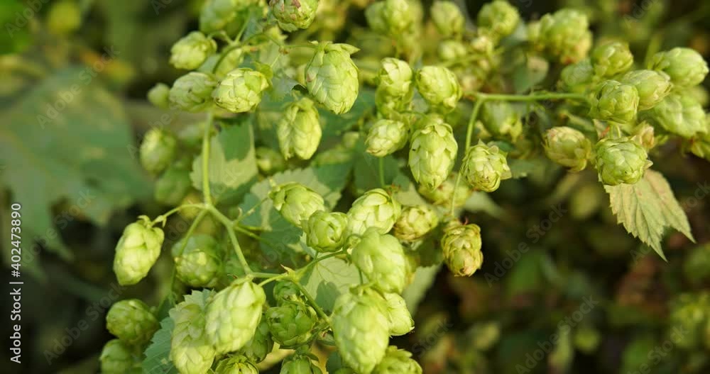 Hops Flowers on the Vine in Closeup Hops Flowers on the Vine in Closeup