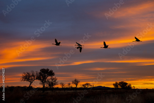 Cranes fly over trees landscape on a sunset cloudy sky 