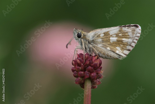 Hochalpen-Wuerfeldickkopf (Pyrgus warrenensis)