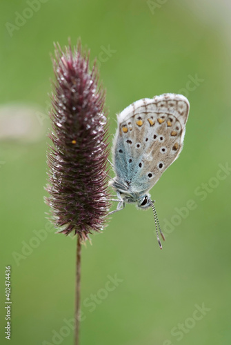 Wallpaper Mural Gemeiner Blaeuling ( Polyommatus icarus ) Torontodigital.ca