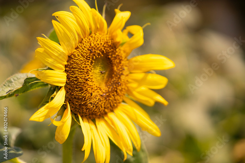 close up of sunflower