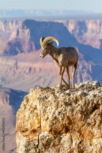 Desert Bighorn Ram Sheep on Large Rock Grand Canyon National Park Arizona