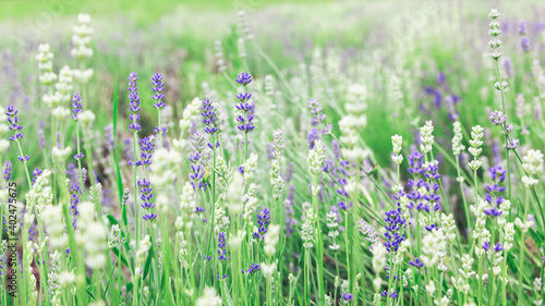 Colorful summer field with white and blue lavender flowers. Beautiful floral background.