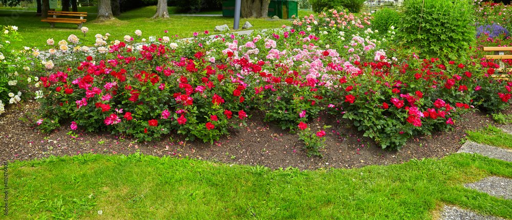Beautiful park with flower beds and roses in a panoramic format.