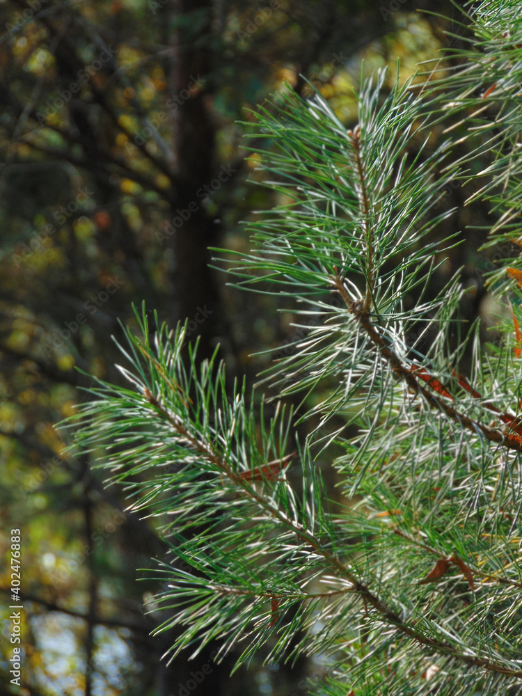 pine tree branches