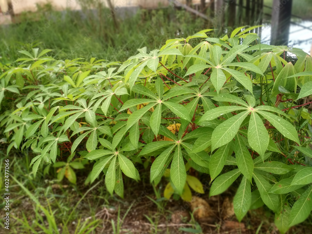 Obraz premium cassava leaves in the yard
