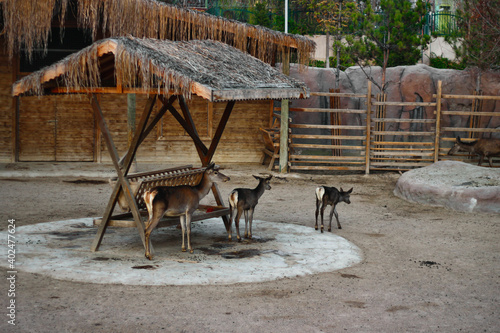 Mother deer and cubs -Eskişehir