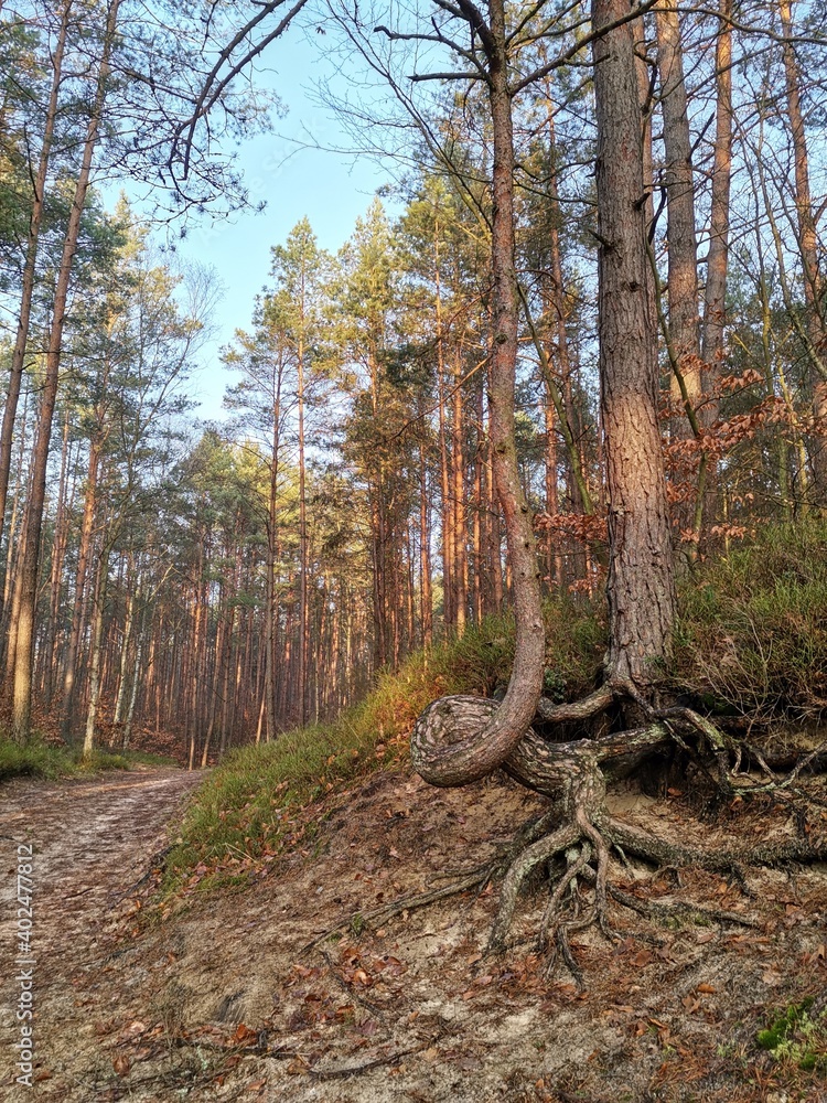 autumn in the forest autumn in the forest
