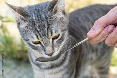 Spoon feeding a cat