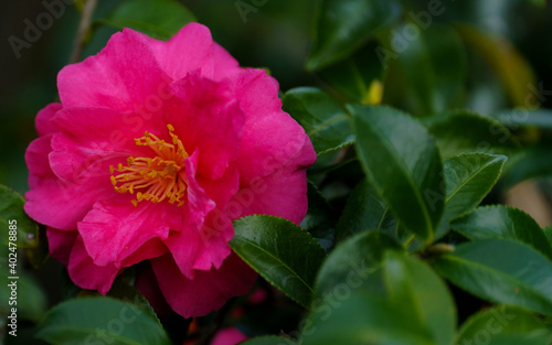 Vibrant pink camellia susanqua blossoms liven up a winter garden 