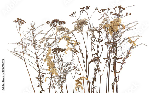 Dry field flowers in winter isolated on white background. Dry wild meadow grasses or herbs.