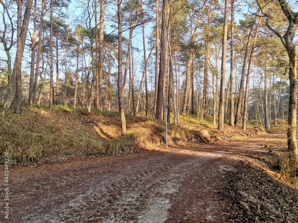road in the forest road in the forest