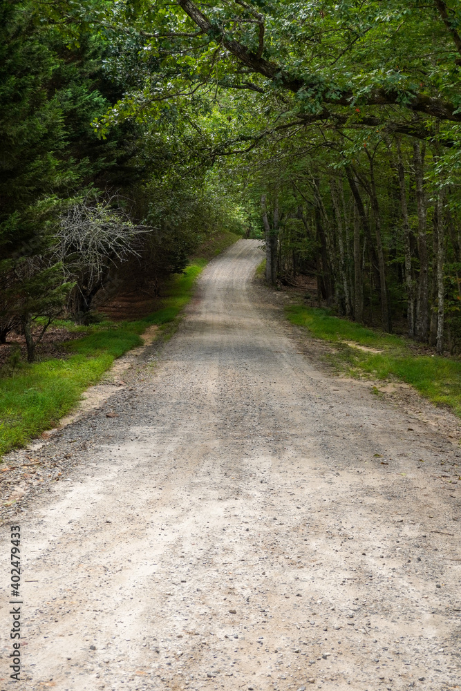 path in the forest