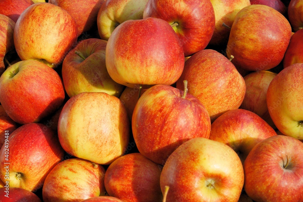 multicolor tasty appples as wholesome fruits close up multicolor tasty appples as wholesome fruits close up