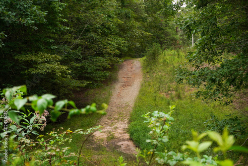 Road through forest