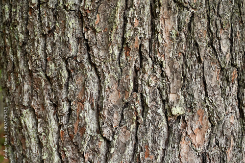 tree texture