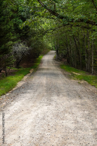 path in the forest
