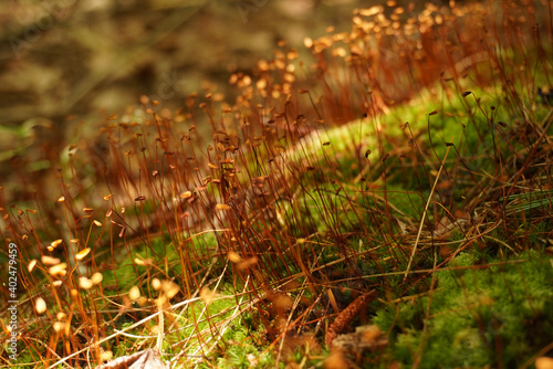 moss on the ground