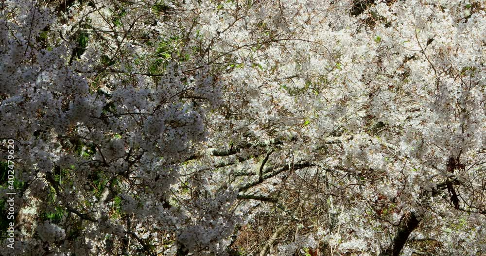 Spring in Taiwan, the season of cherry blossoms, Wuling Farm, white fog, cherry blossoms Spring in Taiwan, the season of cherry blossoms, Wuling Farm, white fog, cherry blossoms