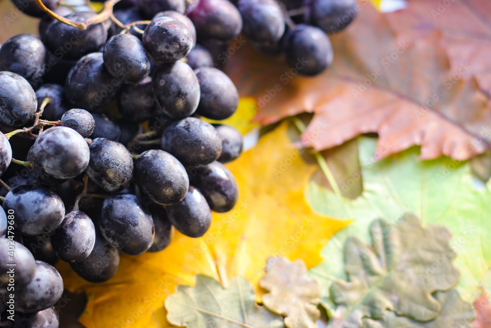 Autumn (fall) photo. Bunch of grapes on yellowed leaves Autumn (fall) photo. Bunch of grapes on yellowed leaves
