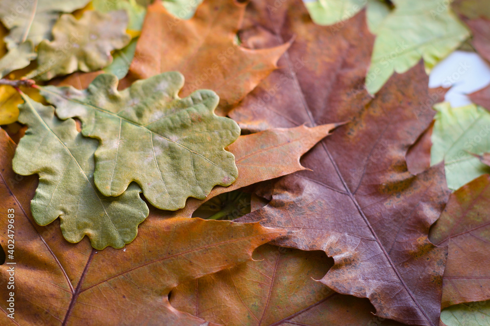 On a wooden background are yellowed oak leaves and walnuts in shell On a wooden background are yellowed oak leaves and walnuts in shell