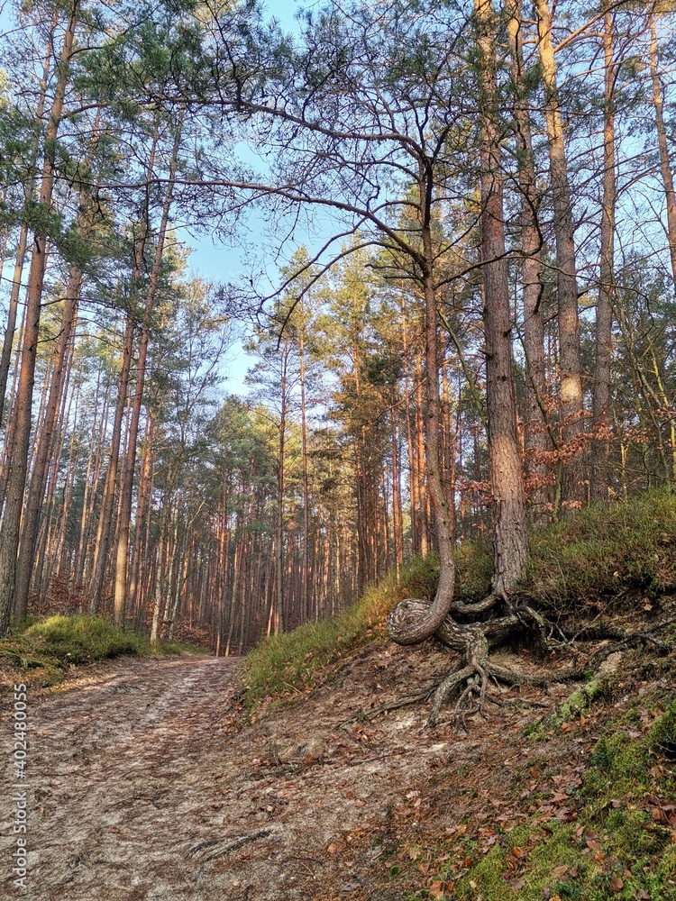 Obraz premium path in the forest