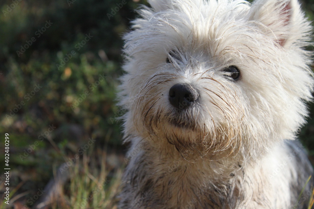 West highland white terriers