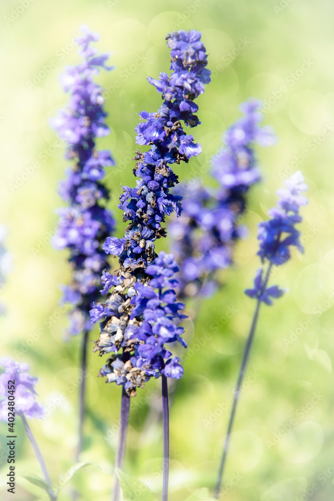 Lavender plant in full bloom Lavender plant in full bloom