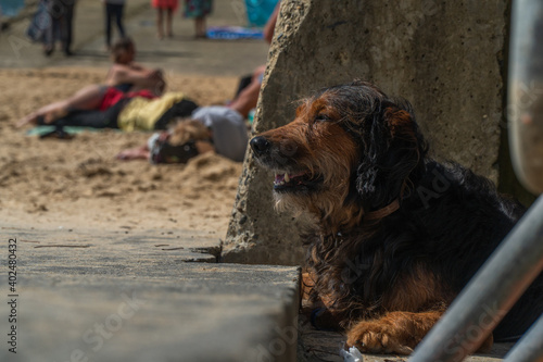 Dog in Hossegor, France, in summer 2020, during covid pandemia
