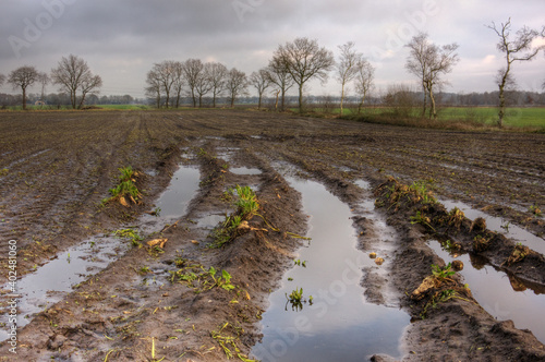 Sugarbeets left during harvest on a muddy field because of bad weather, puddles all around