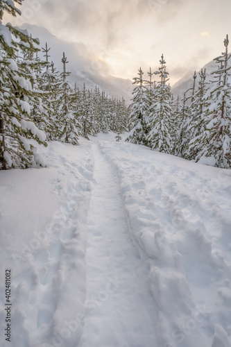 Snowshoe trail at Marble Canyon in Kootenay National Park, British Columbia, Canada