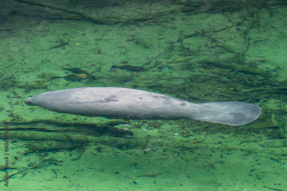 Fototapeta premium Manatees at Blue Springs State Park in Florida.