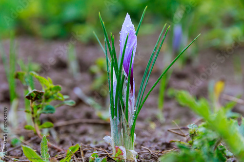 Blue saffron flower is growing on a field.