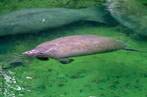 Manatees at Blue Springs State Park in Florida.