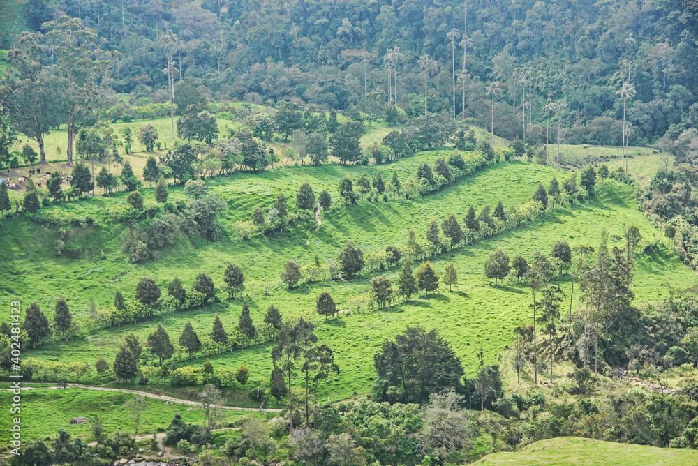 Wax palms (Ceroxylon quindiuense) in the green Cocora Valley, Salento, Colombia
