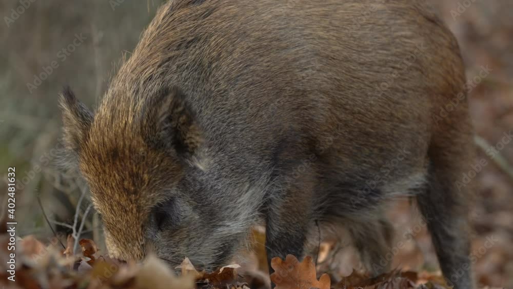 Closeup young wild boar Sus scrofa calm piggy looking for nutriment in dark woods. Wildlife tranquil scene of long furry animal. Strong nose and well smell sense to search food for omnivorous mammal Closeup young wild boar Sus scrofa calm piggy looking for nutriment in dark woods. Wildlife tranquil scene of long furry animal. Strong nose and well smell sense to search food for omnivorous mammal