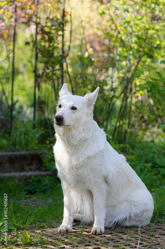 Sitzender Weißer Schäferhund
