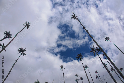 Wax palms  Ceroxylon quindiuense  in the green Cocora Valley  Salento  Colombia