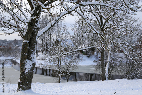 trees in the snow