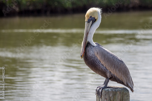 Florida Brown Pelican