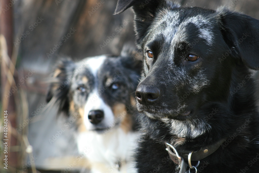 Portrait of Labrador with Collie in back